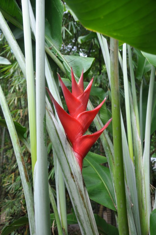 Cây Cảnh Nhà Xanh