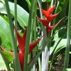 Heliconia caribaea Purpurea