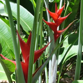 Heliconia caribaea Purpurea