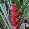 Heliconia caribaea Purpurea