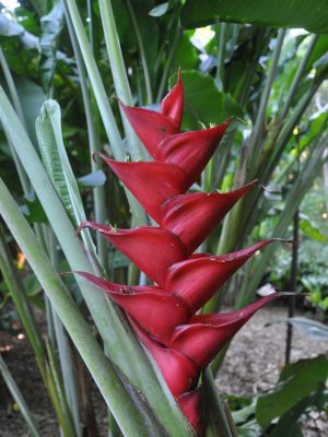 Heliconia caribaea Purpurea