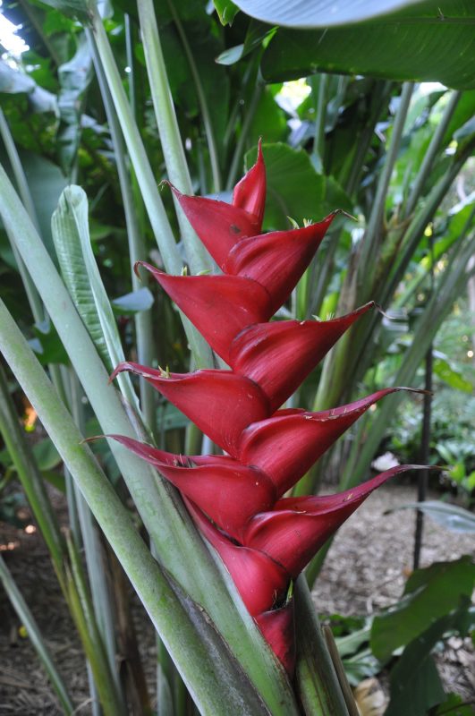 Cây Cảnh Nhà Xanh