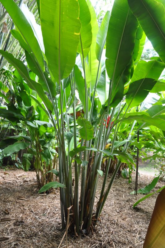 Cây Cảnh Nhà Xanh