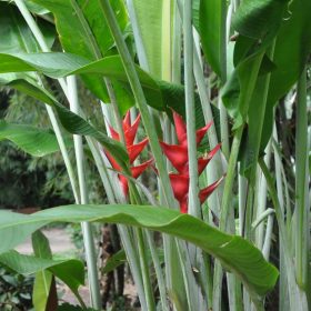 Heliconia caribaea Purpurea