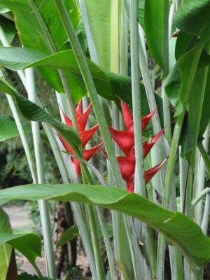 Heliconia caribaea Purpurea