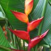 Heliconia champneiana Maya Blood
