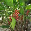 Heliconia champneiana Maya Blood