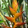 Heliconia champneiana Splash