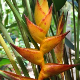 Heliconia champneiana Splash