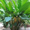 Heliconia champneiana Splash