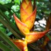 Heliconia champneiana Splash