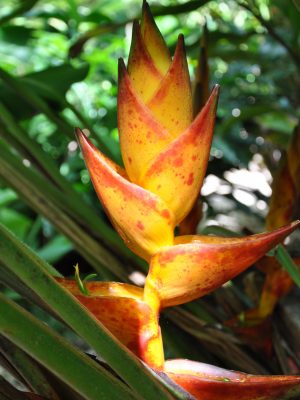 Heliconia champneiana Splash