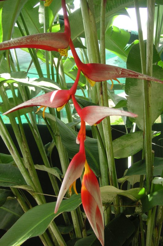 Cây Cảnh Nhà Xanh