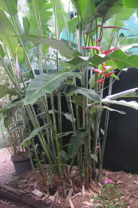 Cây Cảnh Nhà Xanh