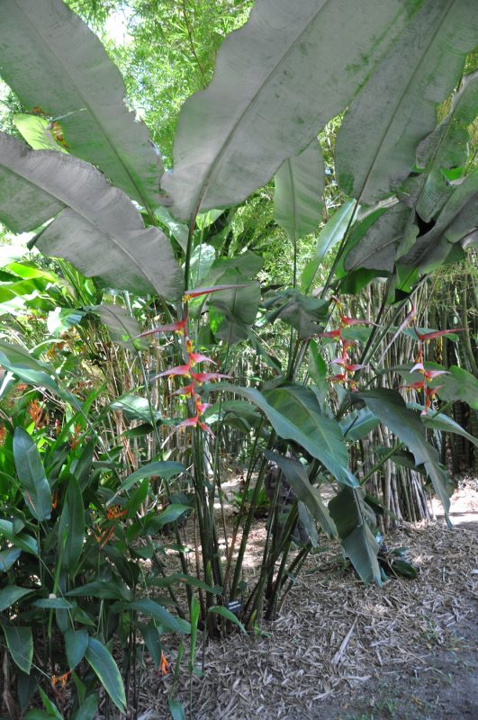 Cây Cảnh Nhà Xanh