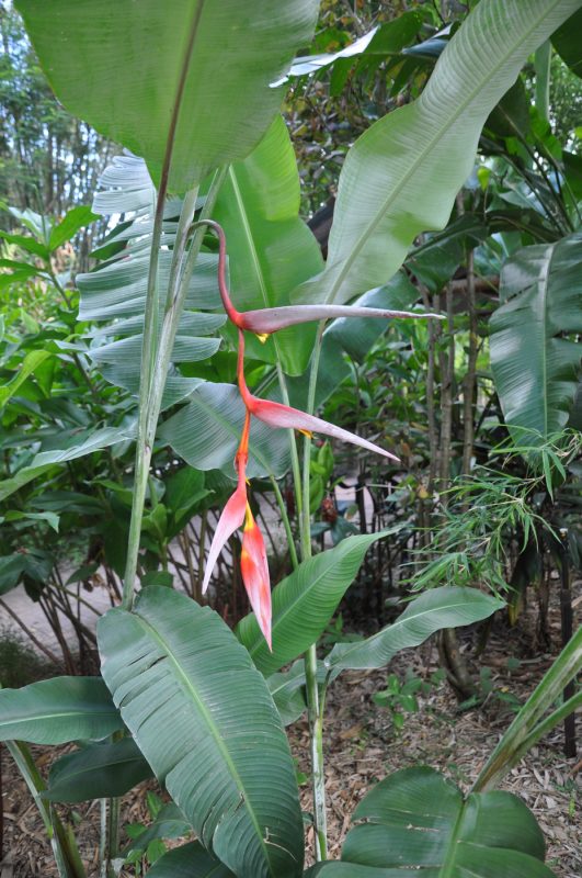 Cây Cảnh Nhà Xanh