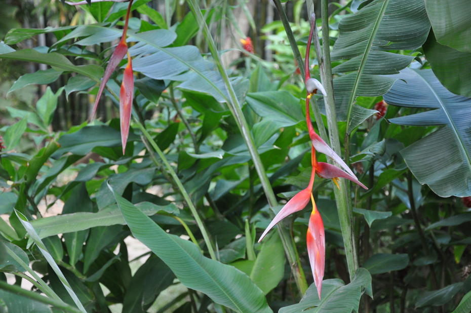 Cây Cảnh Nhà Xanh