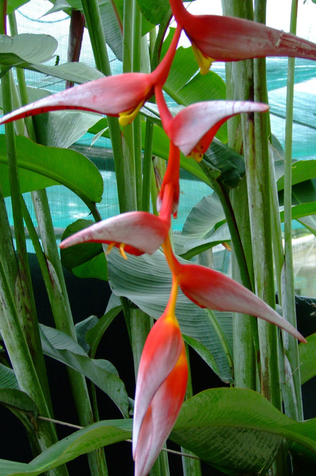 Cây Cảnh Nhà Xanh