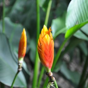 Heliconia episcopalis Spear