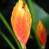 Heliconia episcopalis Spear