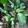 Heliconia episcopalis Spear