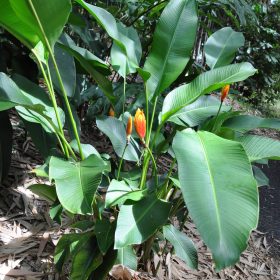 Heliconia episcopalis Spear