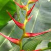 Heliconia latispatha distans