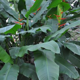Heliconia latispatha distans