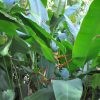 Heliconia latispatha distans