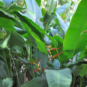 Heliconia latispatha distans