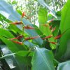 Heliconia latispatha distans