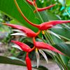 Heliconia lines x angusta Papsiana
