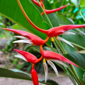 Heliconia lines x angusta Papsiana