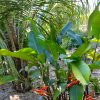 Heliconia lines x angusta Papsiana