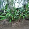 Heliconia lines x angusta Papsiana