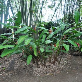 Heliconia lines x angusta Papsiana