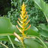 Heliconia lingulata Flat Fan