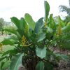 Heliconia lingulata Flat Fan