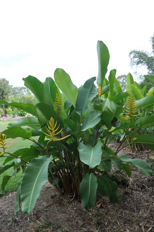 Cây Cảnh Nhà Xanh