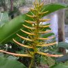 Heliconia lingulata Flat Fan
