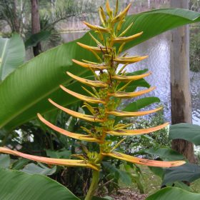 Heliconia lingulata Flat Fan