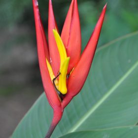 Heliconia mathiasiae Mildred