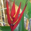 Heliconia mathiasiae Mildred