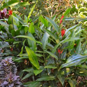 Heliconia mathiasiae Mildred