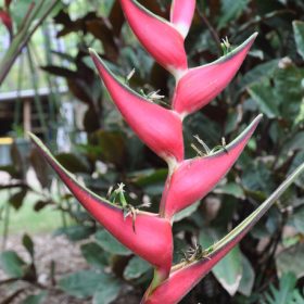 Heliconia orthotricha Coconut Ice