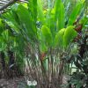 Heliconia orthotricha Coconut Ice