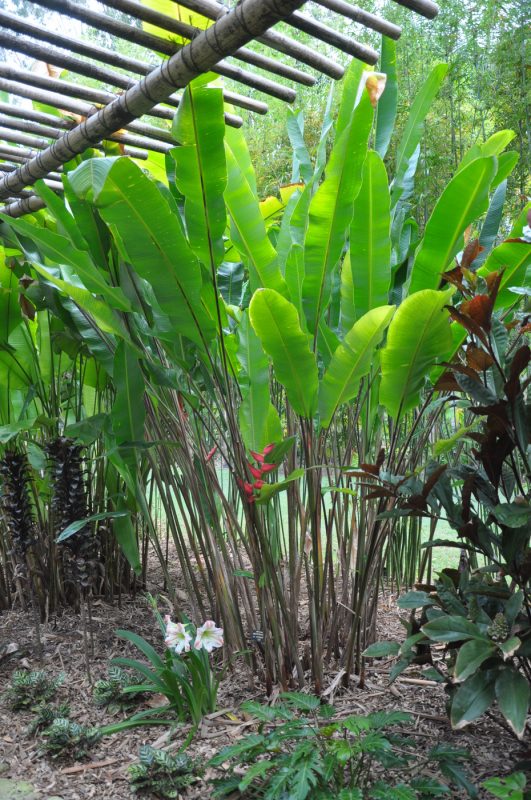 Cây Cảnh Nhà Xanh