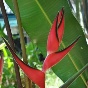 Heliconia orthotricha Coconut Ice
