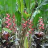 Heliconia orthotricha Coconut Ice