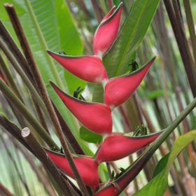 Heliconia orthotricha Coconut Ice